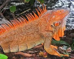 Iguana Macho