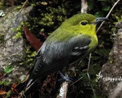 Vireo flavifrons