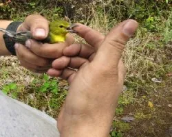 Vireo flavifrons