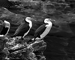 Phalacrocorax varius