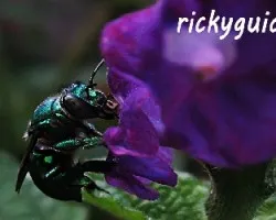 polinizadora