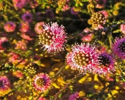 flor