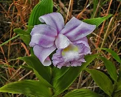 flor