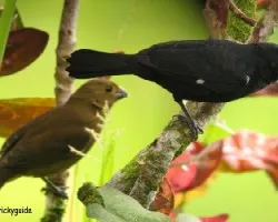Semilleritos