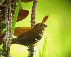 Semilleritos