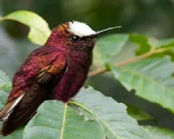 Microchera albocoronata