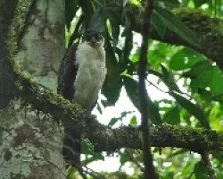 Micrastur simitorquatus (1)