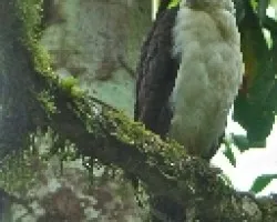 Micrastur simitorquatus (2)