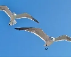 Larus atricilla