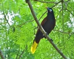 Psarocolius montezuma