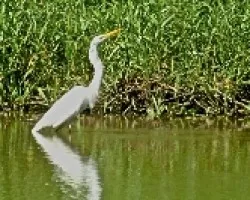 Casmerodius albus