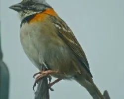 Zonotrichia capensis