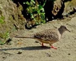 Columbina inca