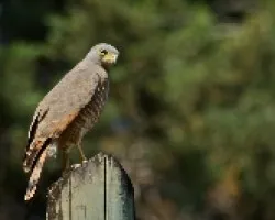 Buteo magnirostris