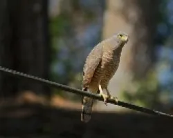 Buteo magnirostris (2)