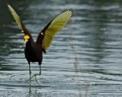 Jacana spinosa (1)