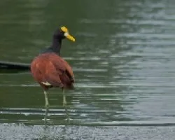 Jacana spinosa (2)