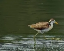 Jacana spinosa (inmaduro)