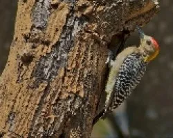 Melanerpes hoffmannii