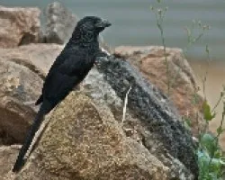 Crotophaga sulcirostris