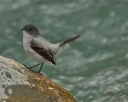 Serpophaga cinerea