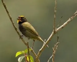 Tiaris olivacea