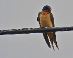 Hirundo rustica