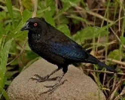 Molothrus aenus