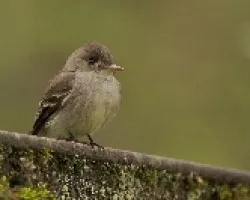 Empidonax alnorum