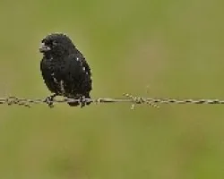 Sporophila aurita joven