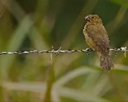 Sporophila aurita hembra