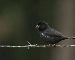 Sporophila aurita macho