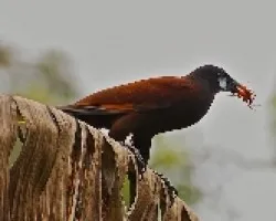 Oropendola