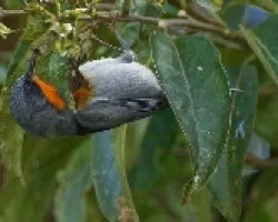 Parula gutturalis (1)