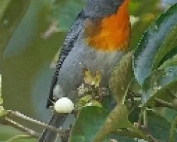Parula gutturalis (2)