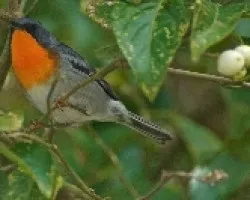 Parula gutturalis (3)