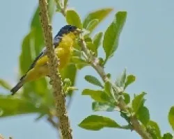 Carduelis psaltria