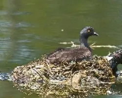 Tachybaptus dominicus (2)