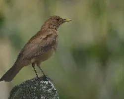Turdus grayi