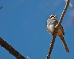 Aimophila ruficauda
