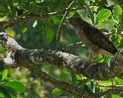 Buteo platypterus