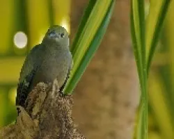 Thraupis palmarum