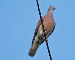 Columba cayennensis