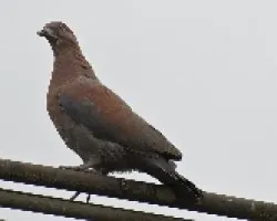 Patagioenas flavirostris