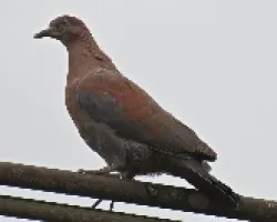 Patagioenas flavirostris