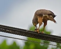 Buteo magnirostris con presa (1)