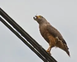 Buteo magnirostris con presa (2)