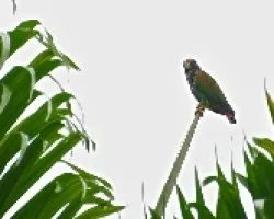 Pionus senilis
