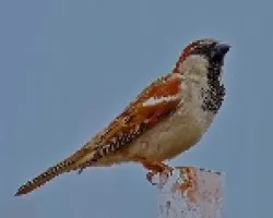 Passer domesticus