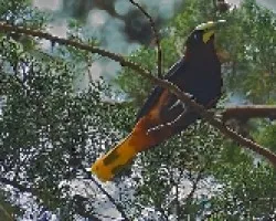 Psarocolius wagleri (2)